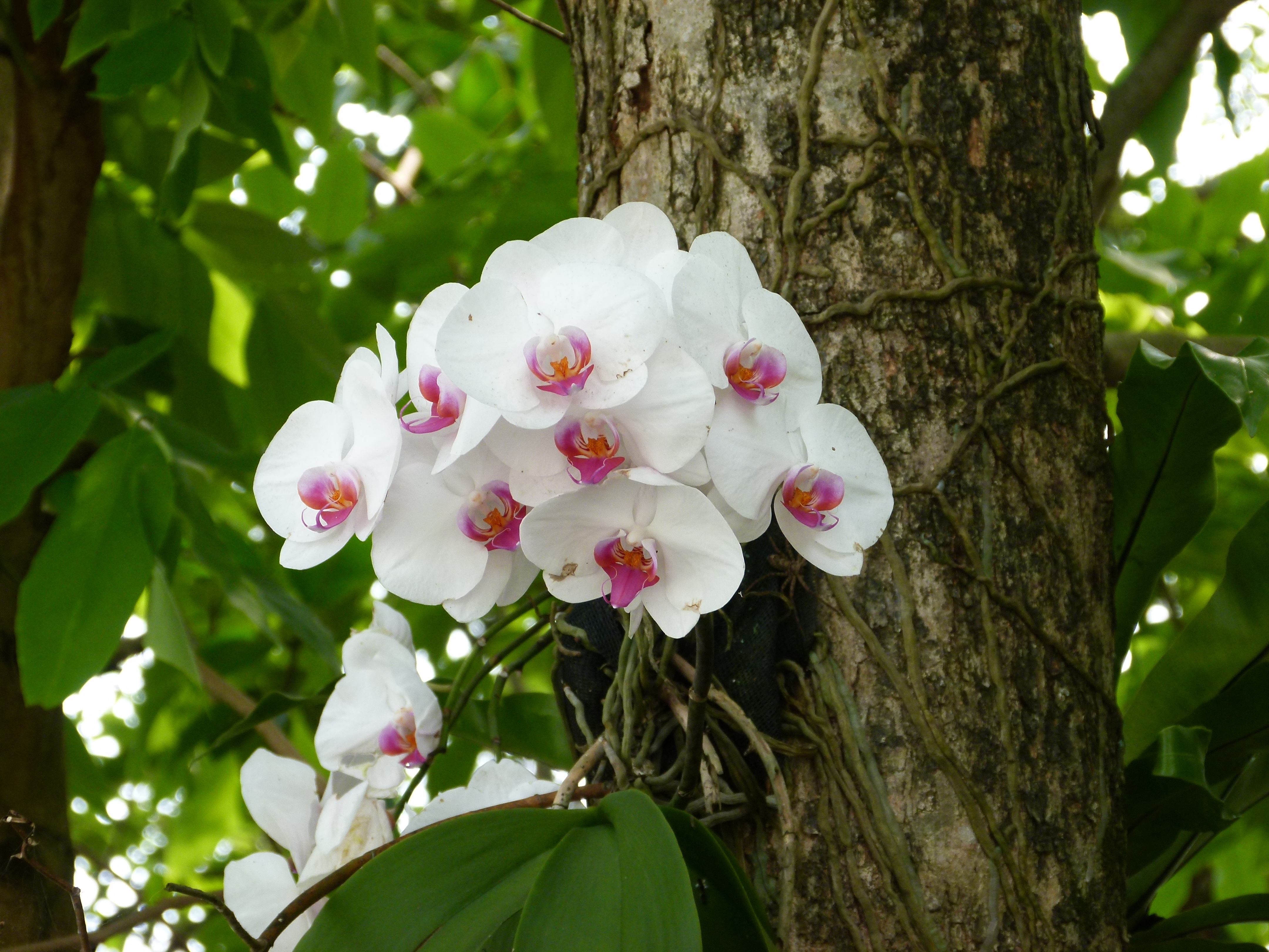 орхидеи эпифиты и живут на деревьях